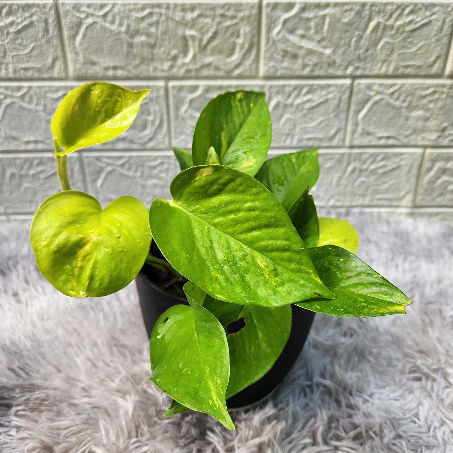 Neon Pothos in Fiber Plastic Pot