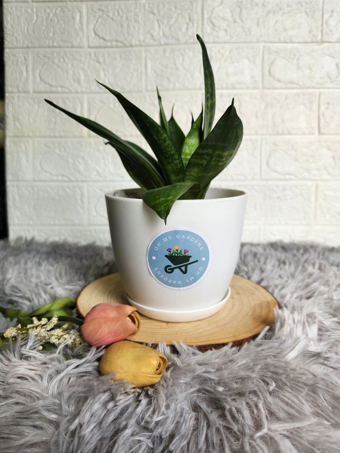 Dwarf_snake_plant_in_white_fiber_plastic_pot_with_tray_1