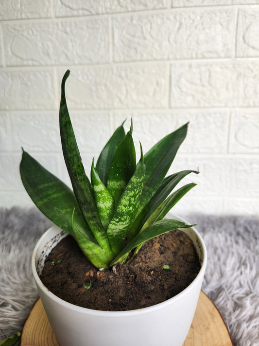 Dwarf_snake_plant_in_white_fiber_plastic_pot_with_tray_2