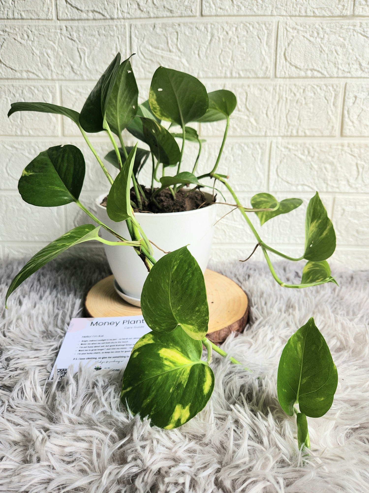 Golden Pothos moneyplant in Fiber Plastic Pot