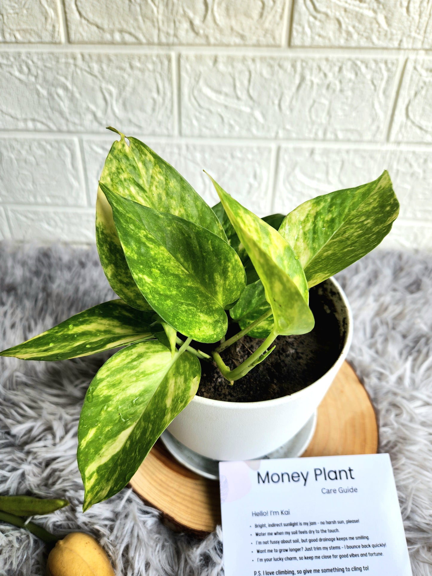 Golden Pothos moneyplant in Fiber Plastic Pot 1