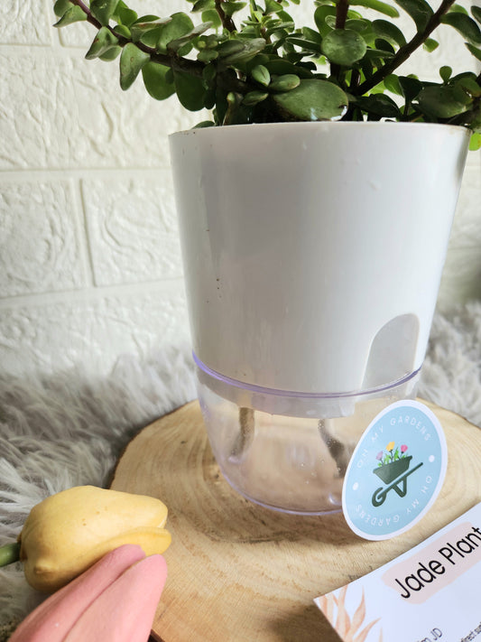 Jade Plant in Self-watering Pot