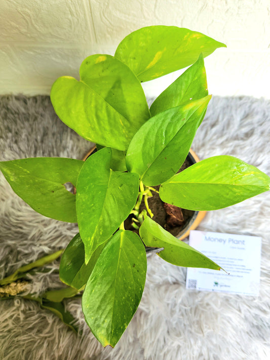 Neon Pothos in Self Watering Pot
