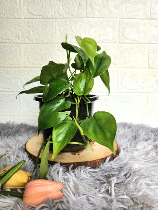 Philodendron Cordatum plant with fiber plastic pot