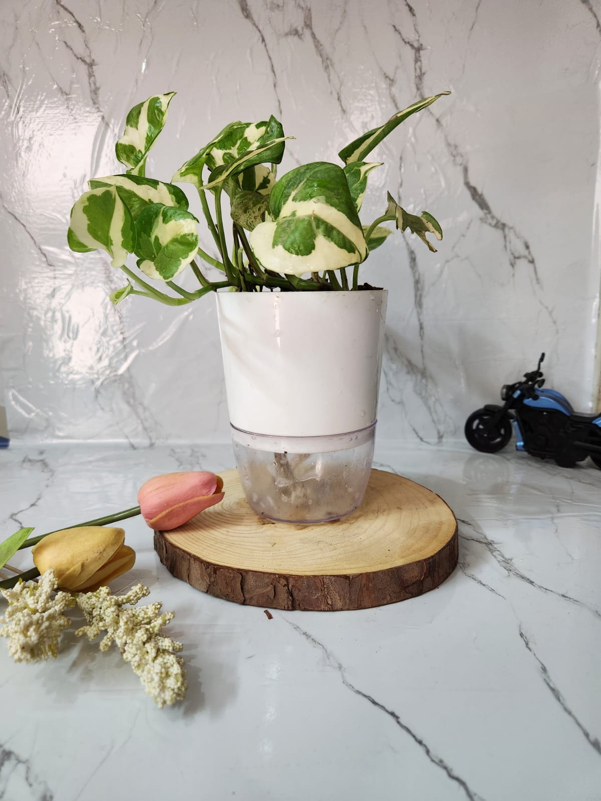 Pothos Njoy in a self watering pot is one of the best indoor plants in Pakistan, grown at our plant nursery and paired with a stylish plant pot for easy, low-maintenance care.