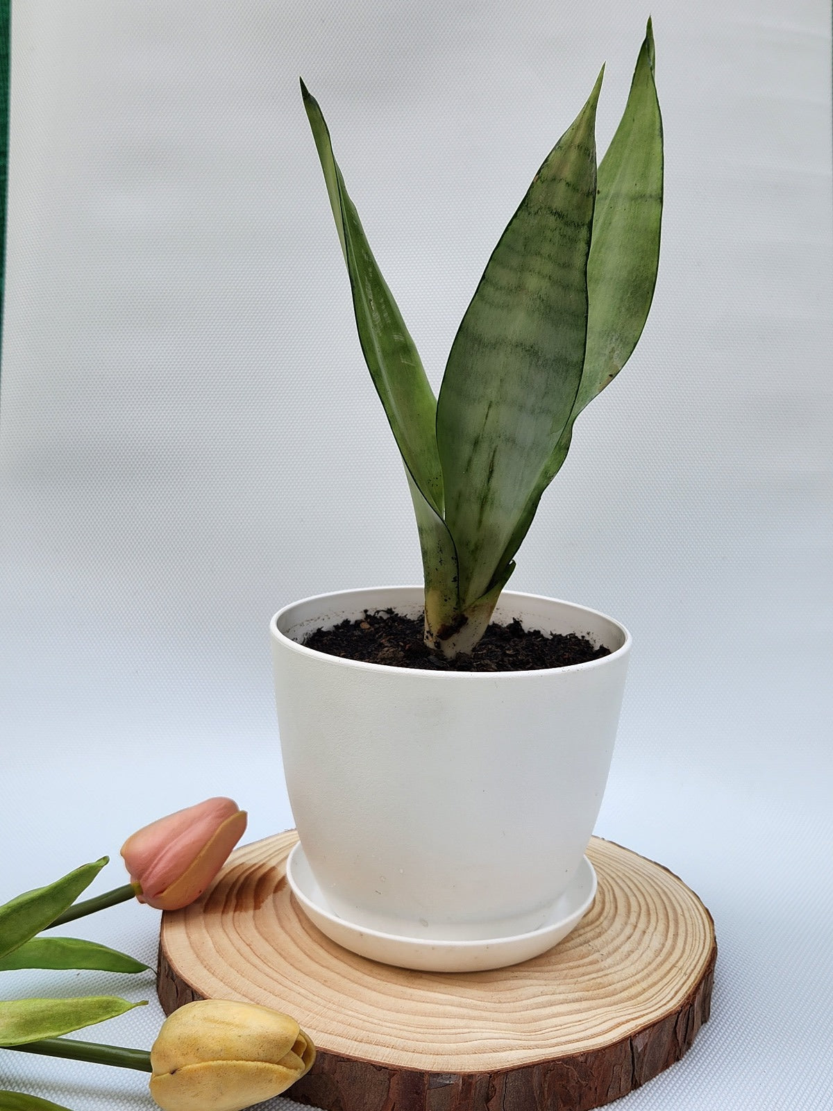 Snake plant moonshine in a white fiber plastic pot