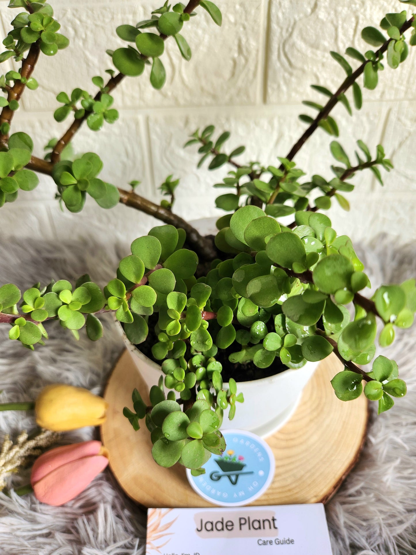 Jade Plant in Fiber Plastic Pot