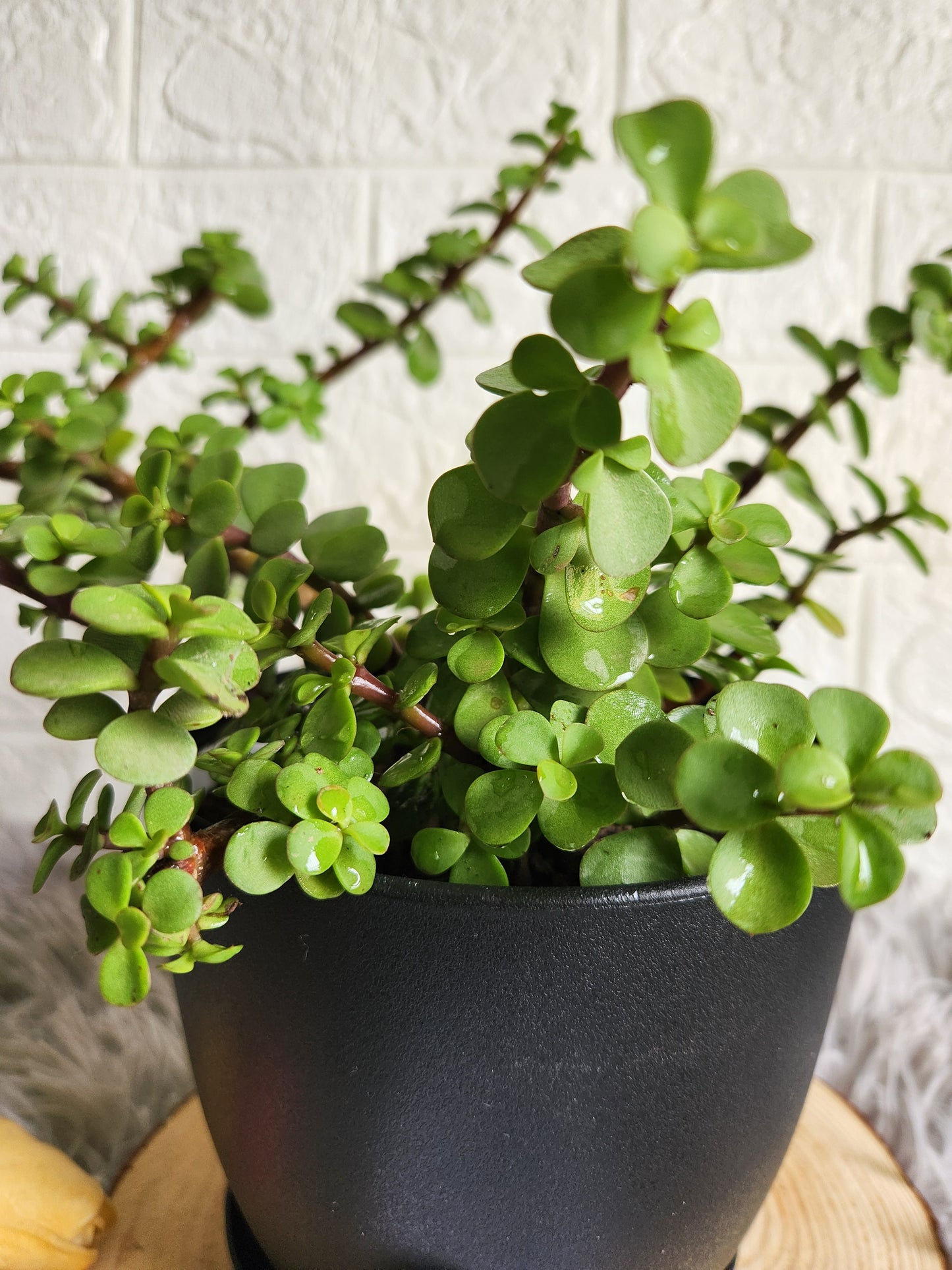 Jade Plant in Fiber Plastic Pot