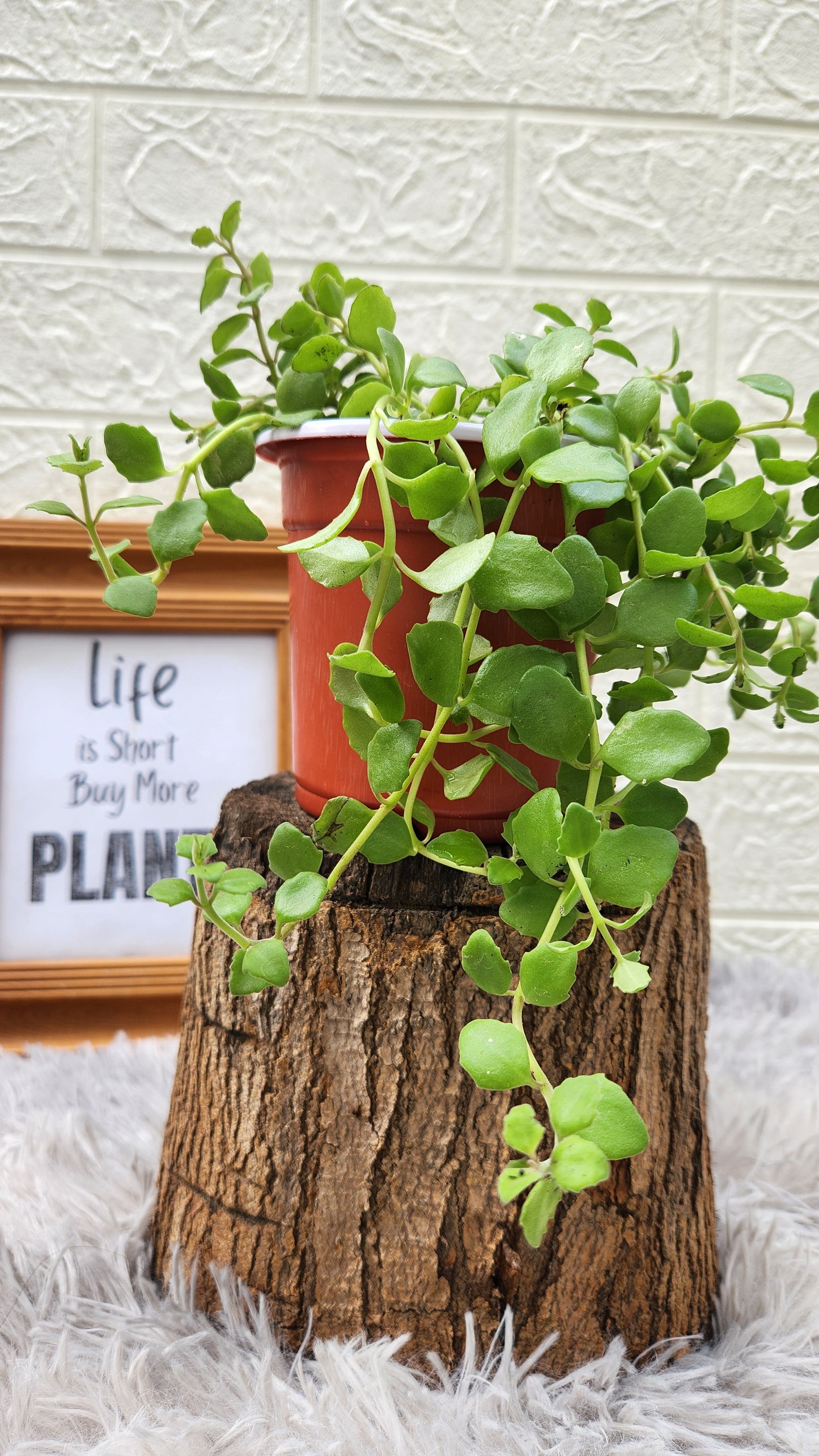 Tangled Heart Live Plant