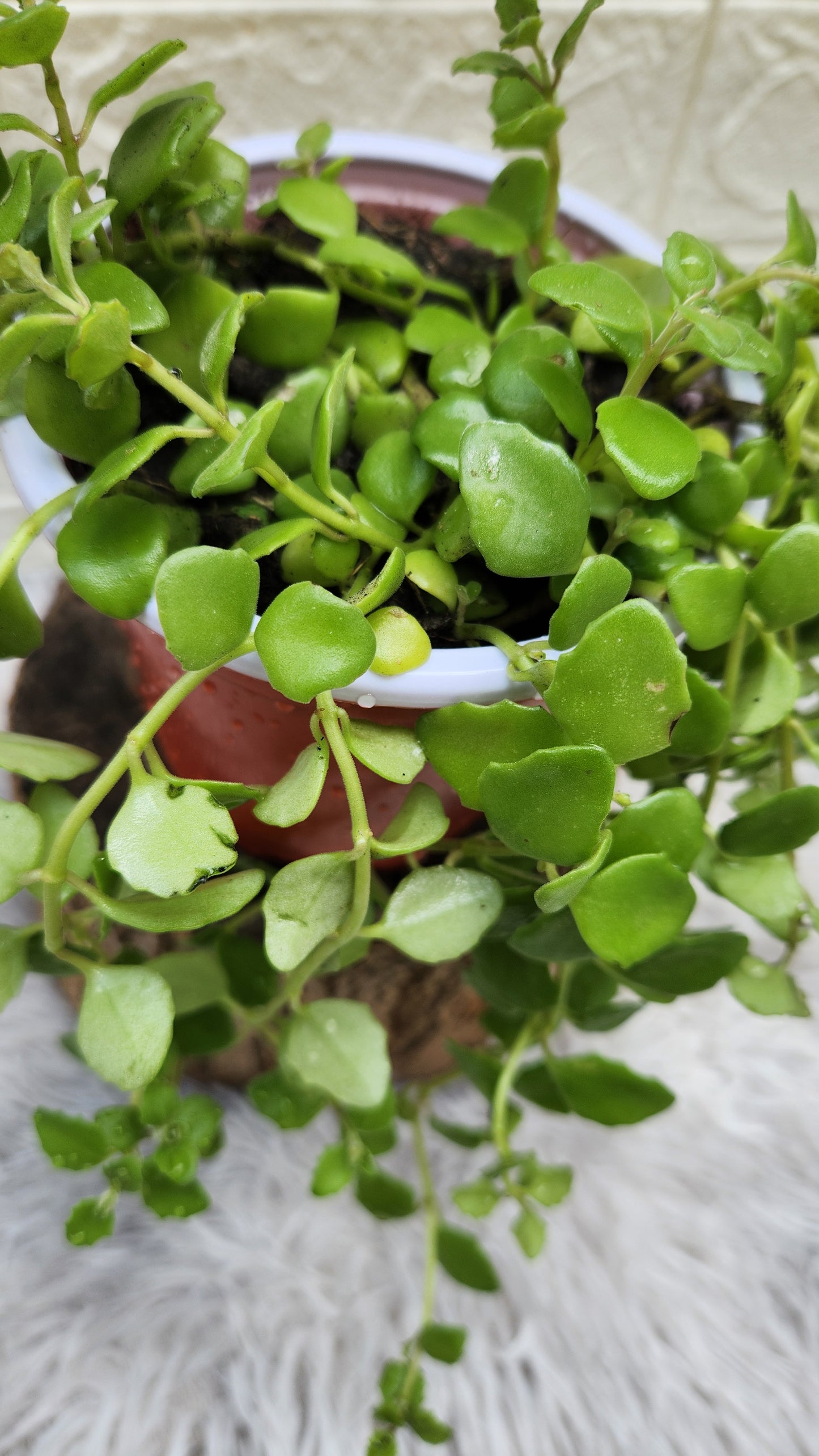 Tangled Heart Live Plant
