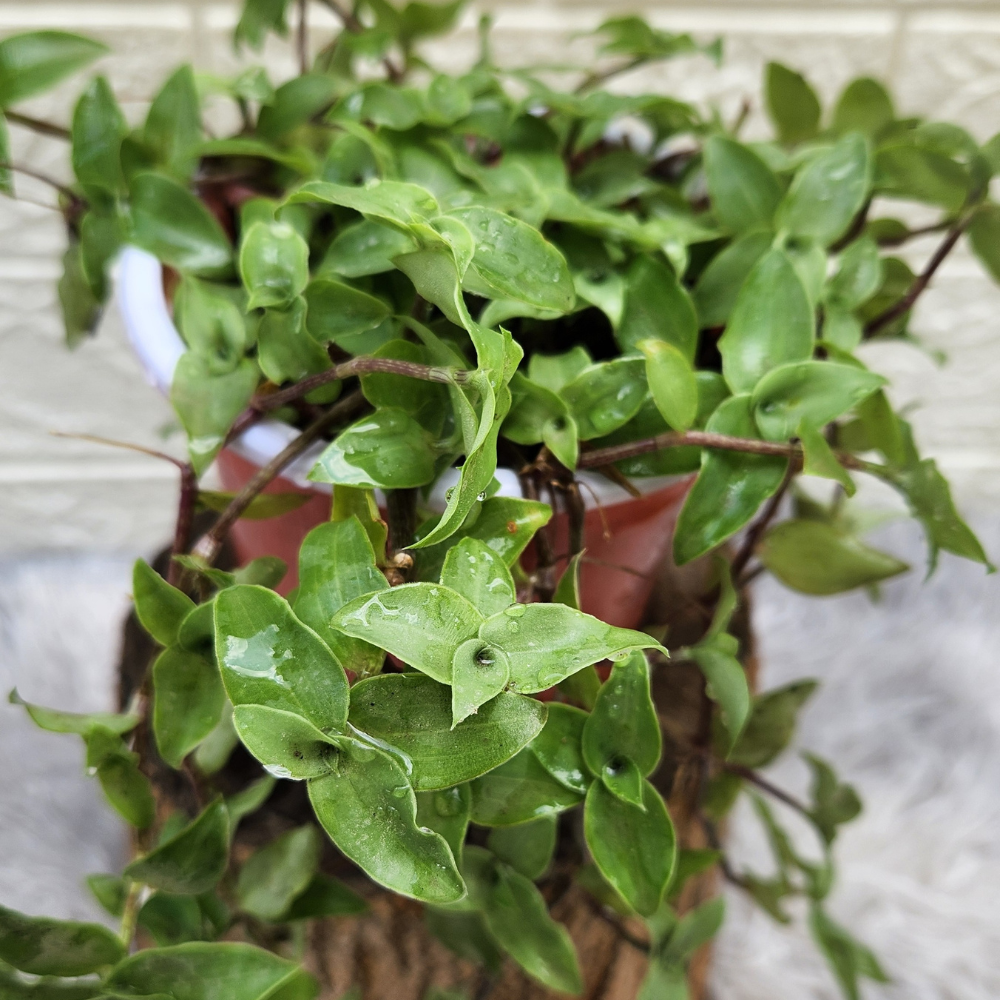 Turtle Vine Plant (Inches Plant)