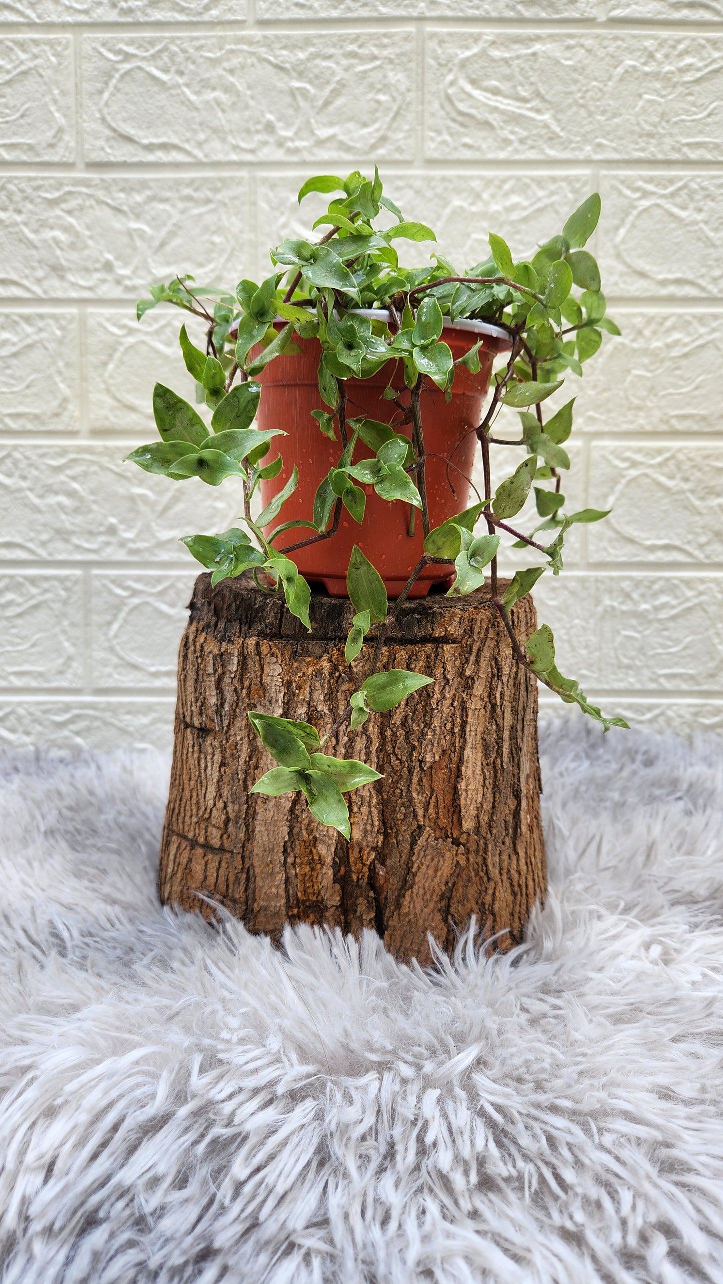 Turtle Vine Plant (Inches Plant)
