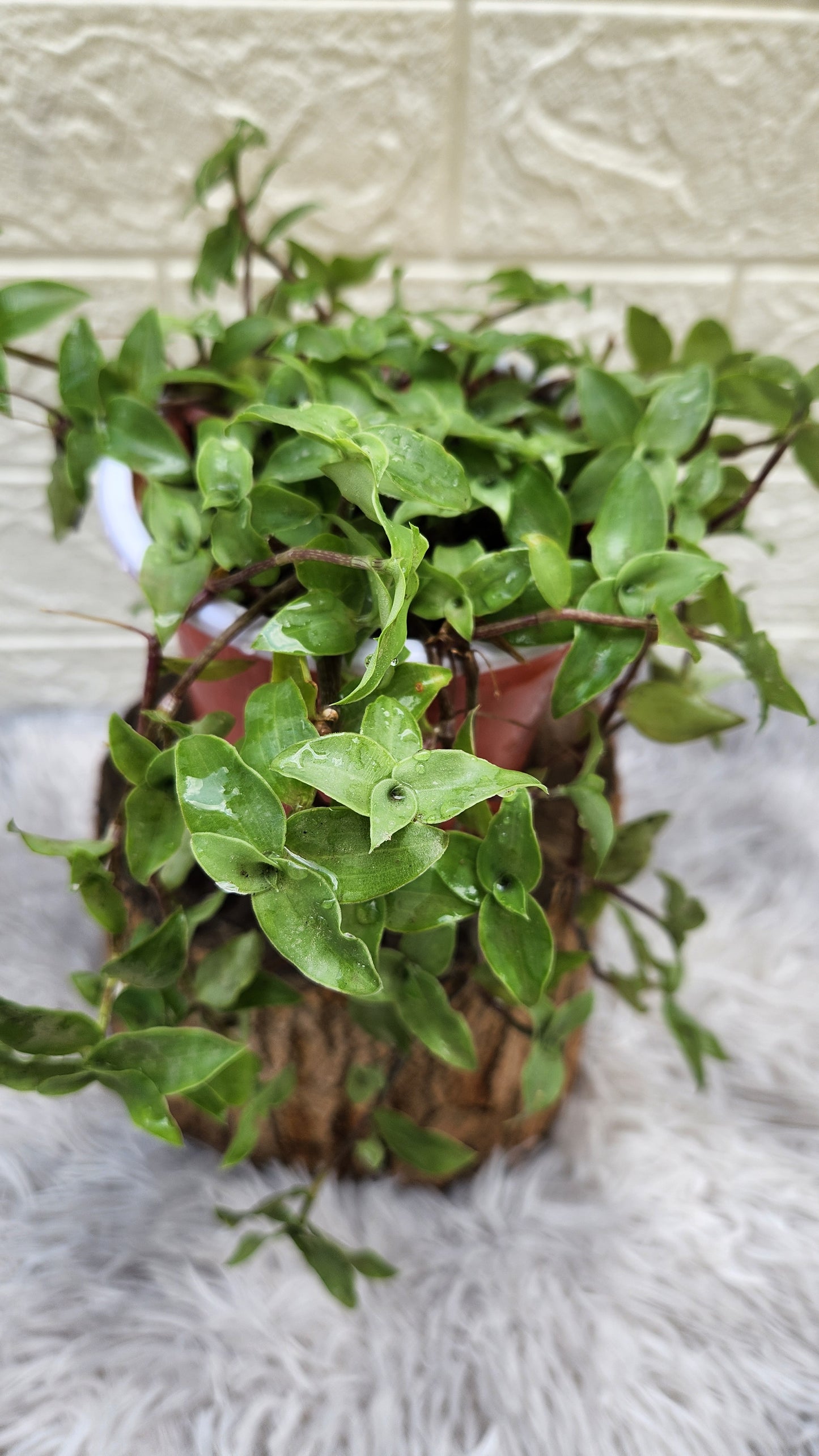 Turtle Vine Plant (Inches Plant)