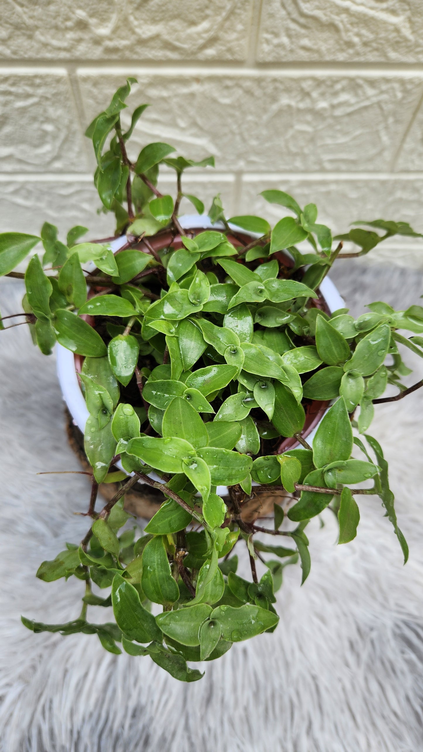 Turtle Vine Plant (Inches Plant)