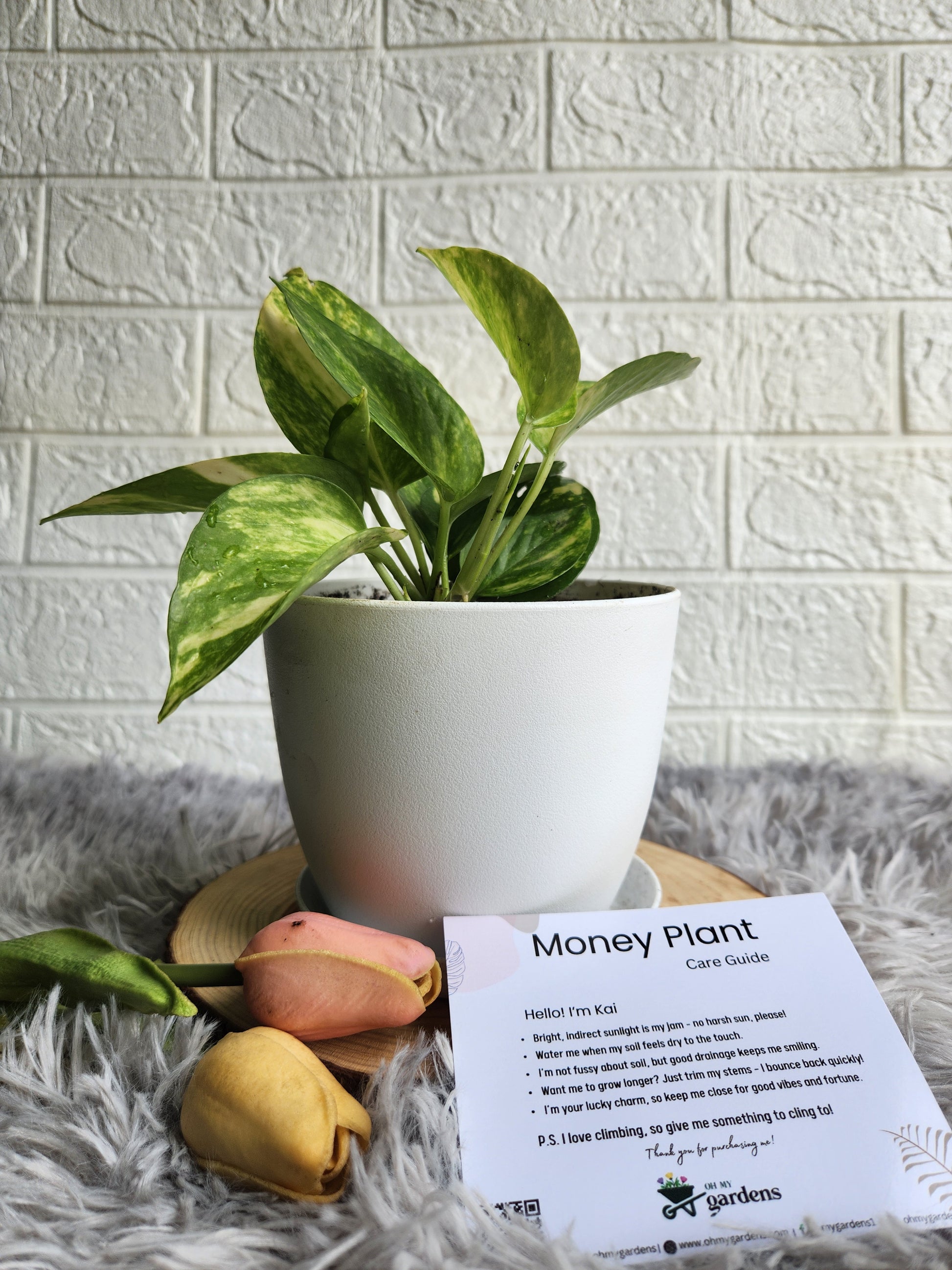 Golden Pothos moneyplant in Fiber Plastic Pot 1