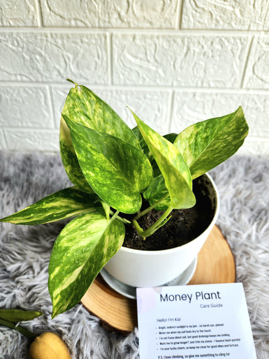 Golden Pothos moneyplant in Fiber Plastic Pot 1