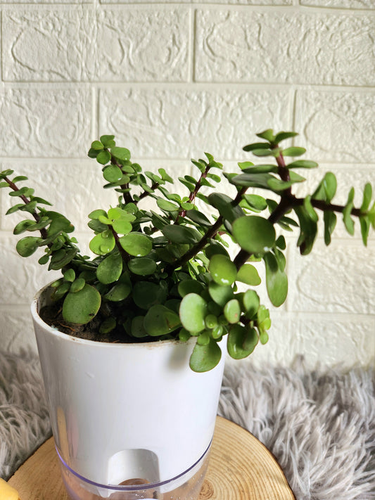 Jade Plant in Self-watering Pot