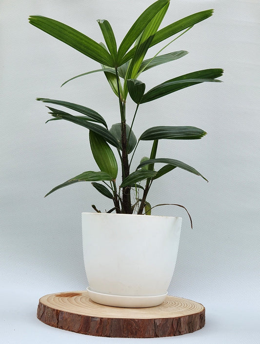 lady palm in white pot and tray placed on a wooden top