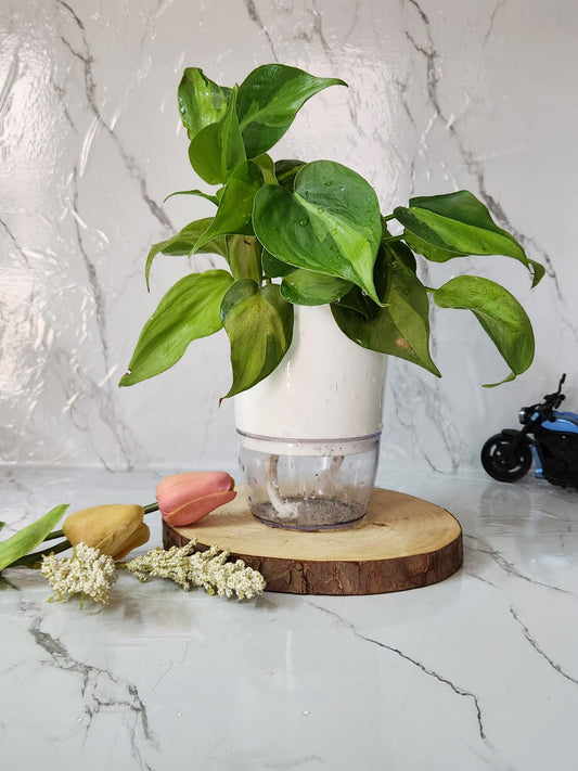 Philodendron Brasil with Self Watering Pot
