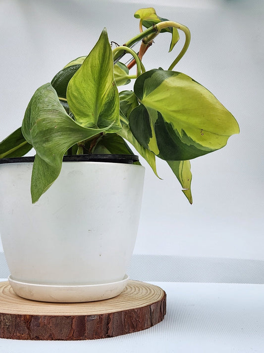 Philodendron brasil in white fiber plastic pot