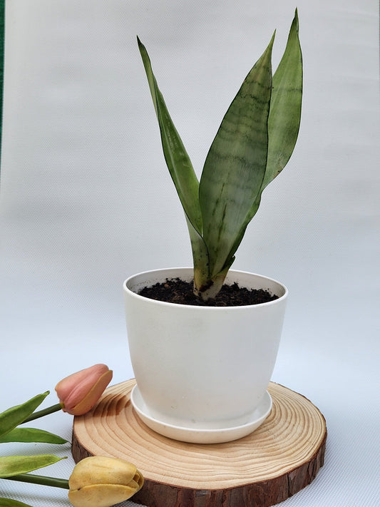 Snake plant moonshine in a white fiber plastic pot