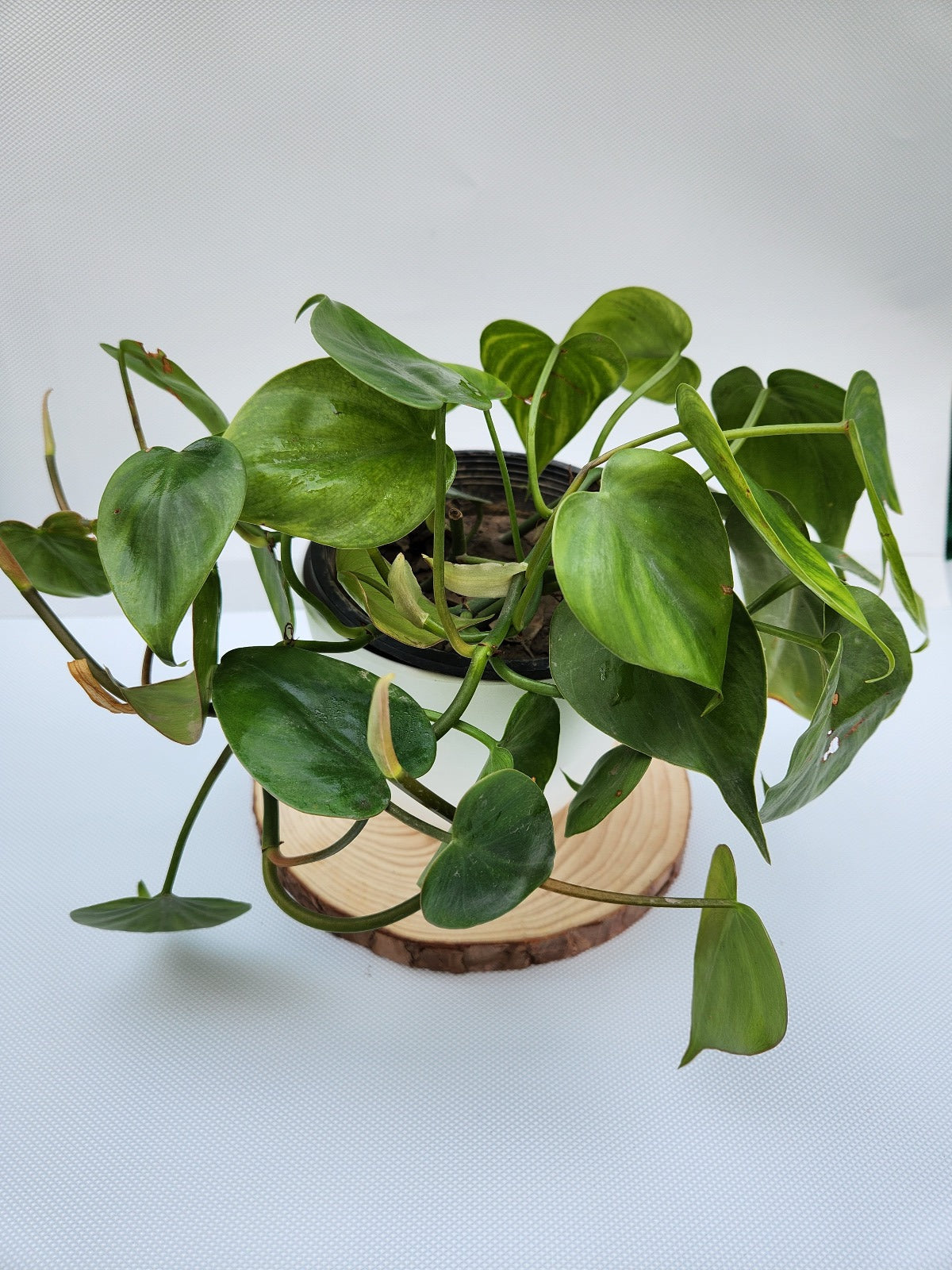 Philodendron Cordatum plant with white fiber plastic pot
