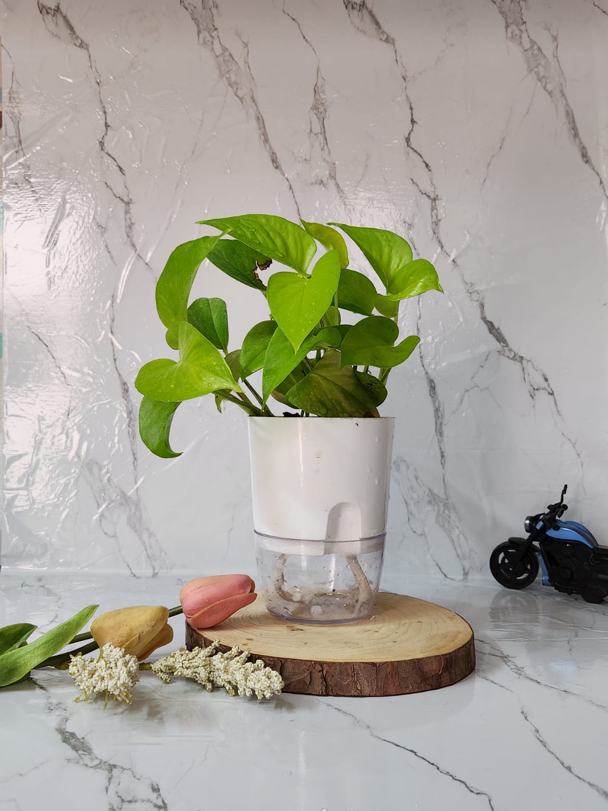 Neon Pothos in Self Watering Pot