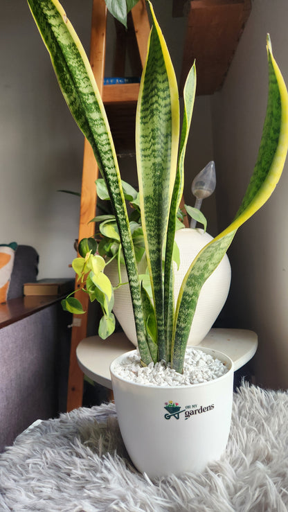 Tall Snake Plant in Fiber Plastic Pot - Sansevieria - Lahore Only
