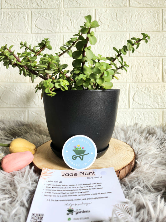 Jade Plant in Fiber Plastic Pot