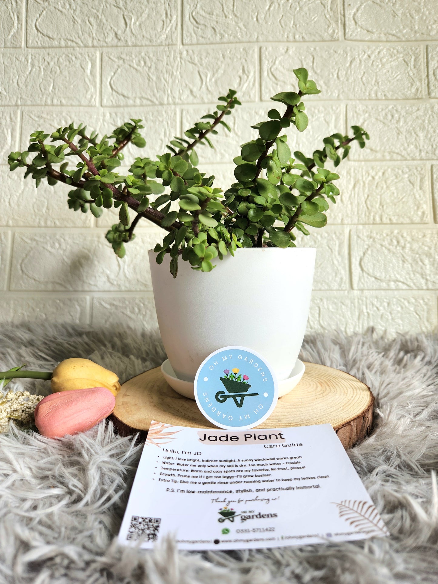 Jade Plant in Fiber Plastic Pot