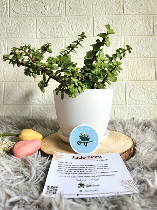 Jade Plant in Fiber Plastic Pot