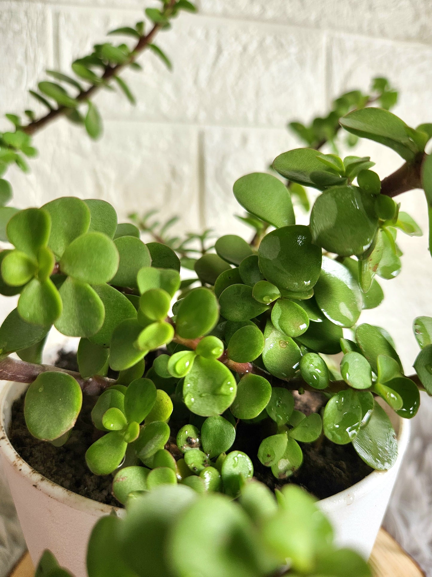 Jade Plant in Fiber Plastic Pot