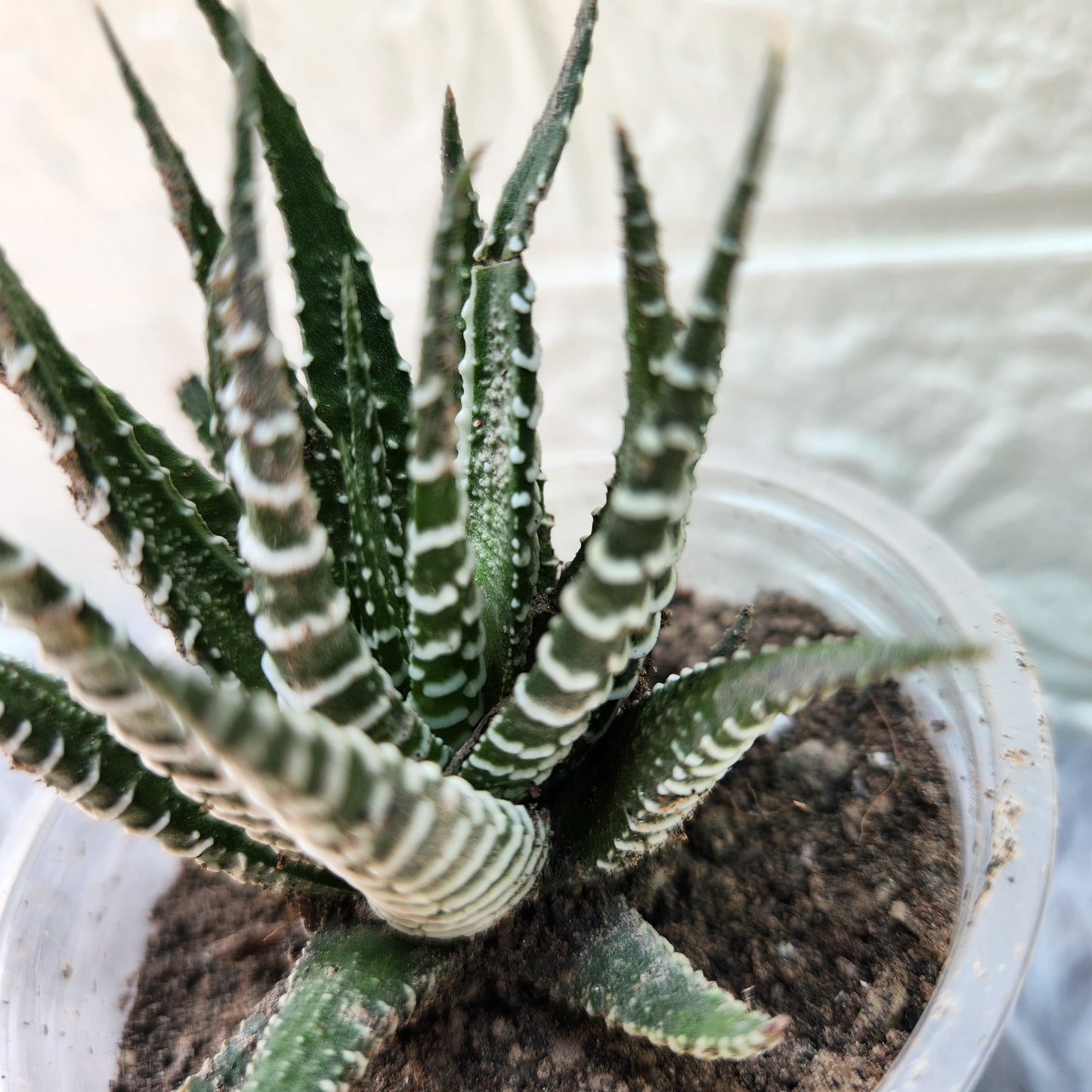 Haworthia Zebrina