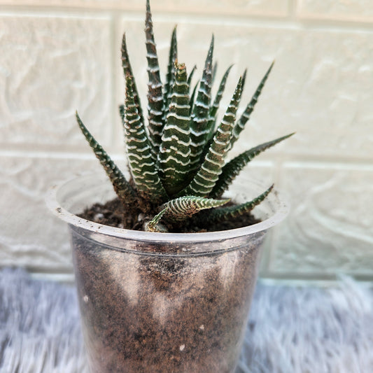 Haworthia Zebrina