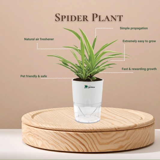 Potted spider plant on a wooden stand with promotional text on a beige background