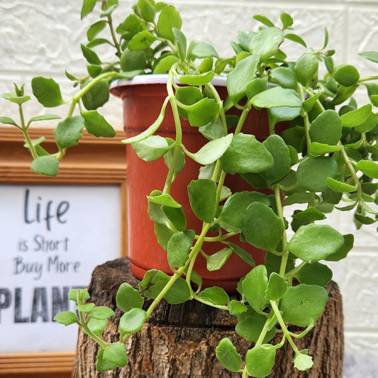 Tangled Heart Live Plant