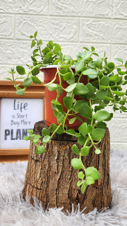 Tangled Heart Live Plant