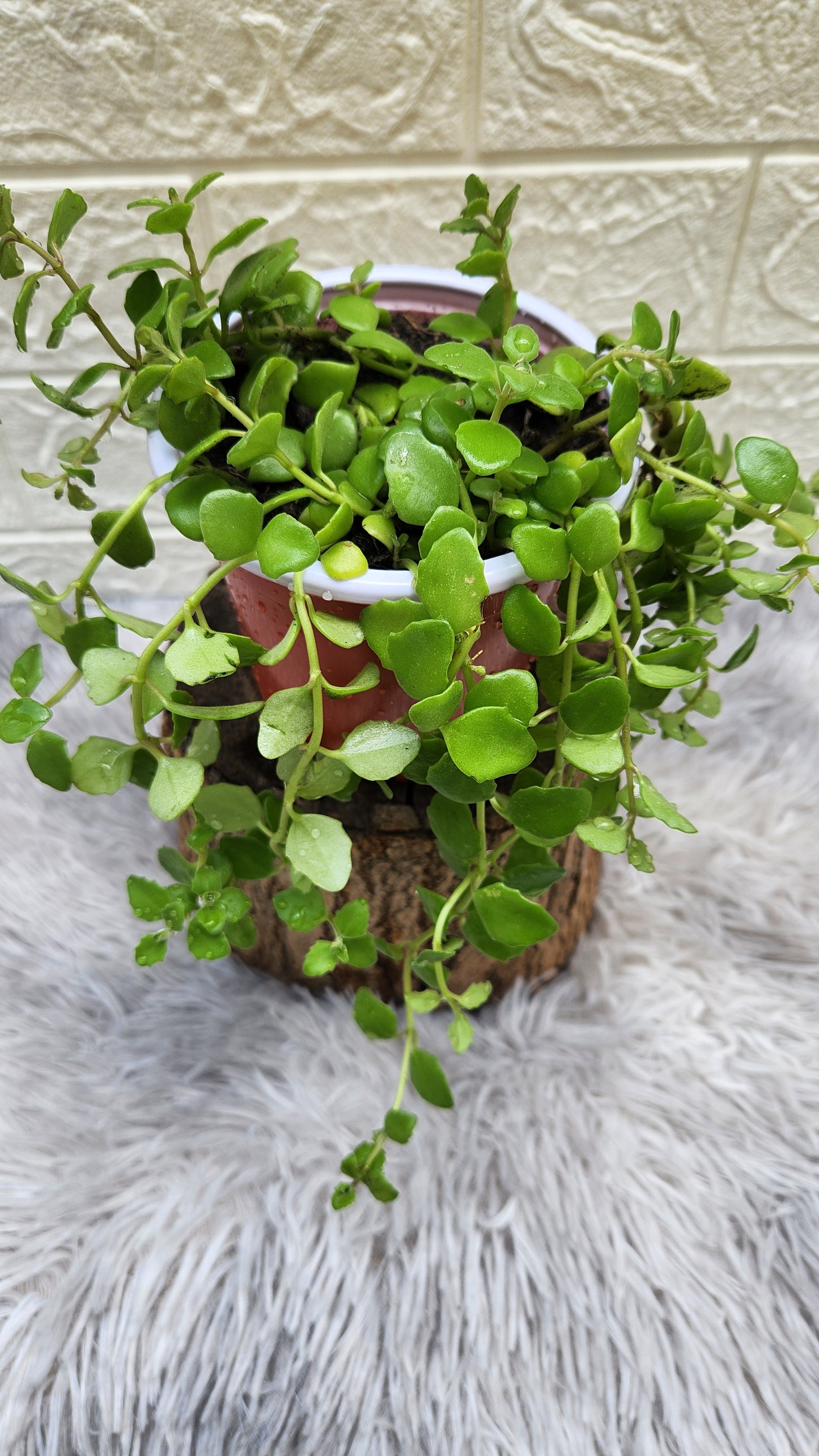 Tangled Heart Live Plant
