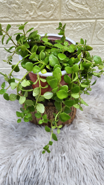 Tangled Heart Live Plant