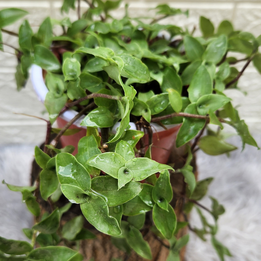 Turtle Vine Plant (Inches Plant)
