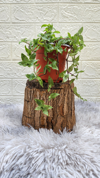 Turtle Vine Plant (Inches Plant)