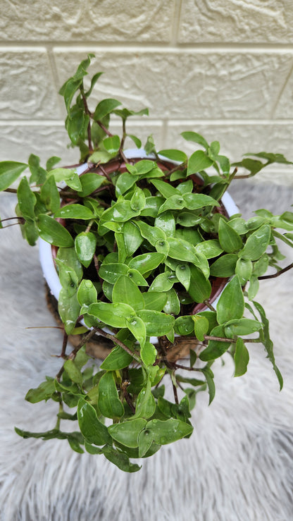 Turtle Vine Plant (Inches Plant)