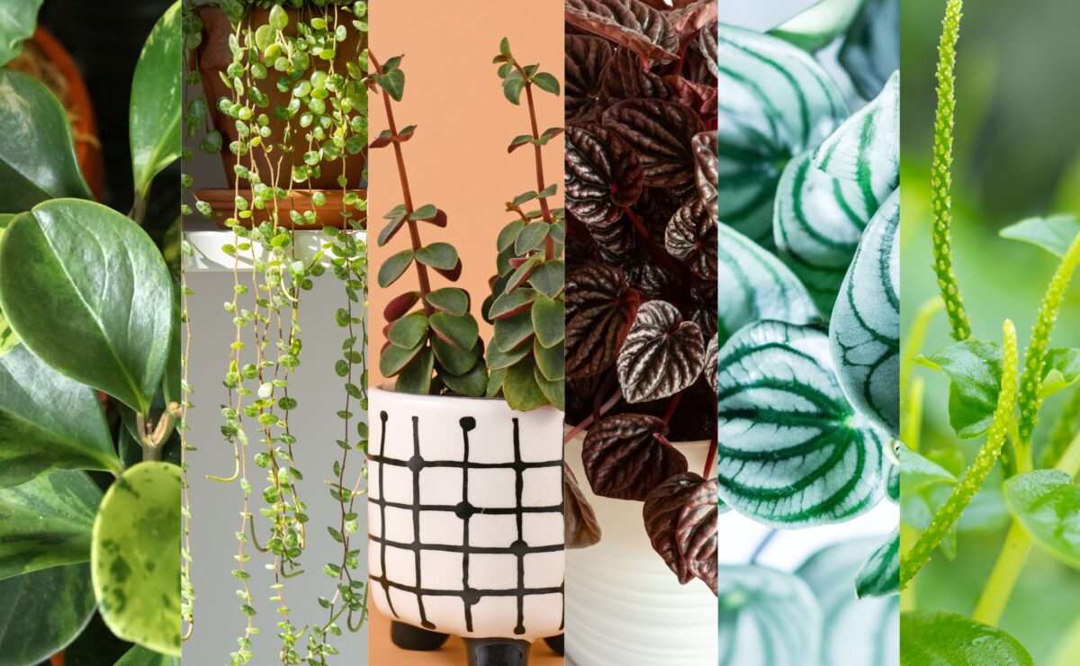 Explore Peperomia Varieties: Know Your Plants