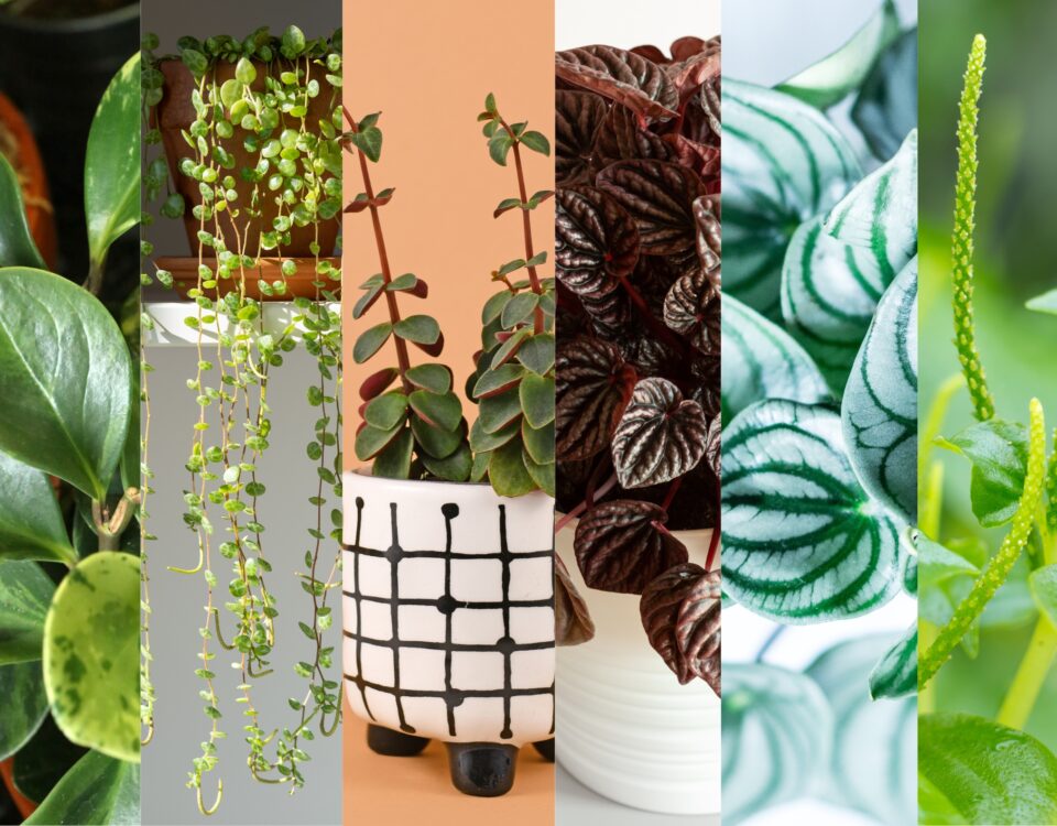 Explore Peperomia Varieties: Know Your Plants