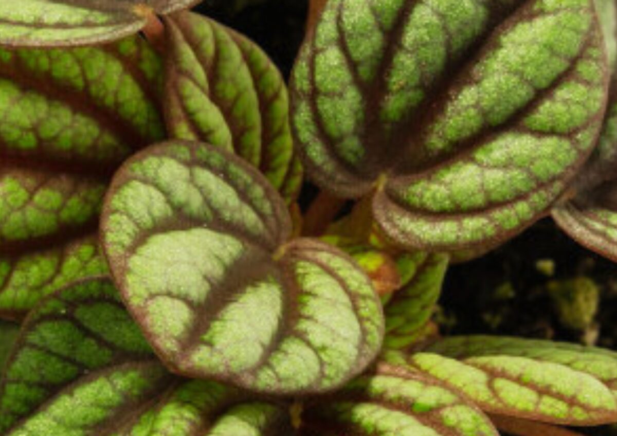 Peperomia Albovittata (Peperomia Peacock) Leaf Science