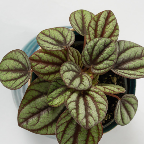 Peperomia Peacock