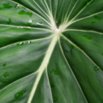 Philodendron McDowell