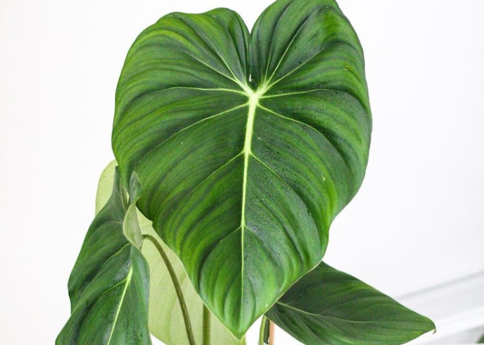 Philodendron McDowell: A Comprehensive Care Guide