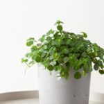 dpressed pilea