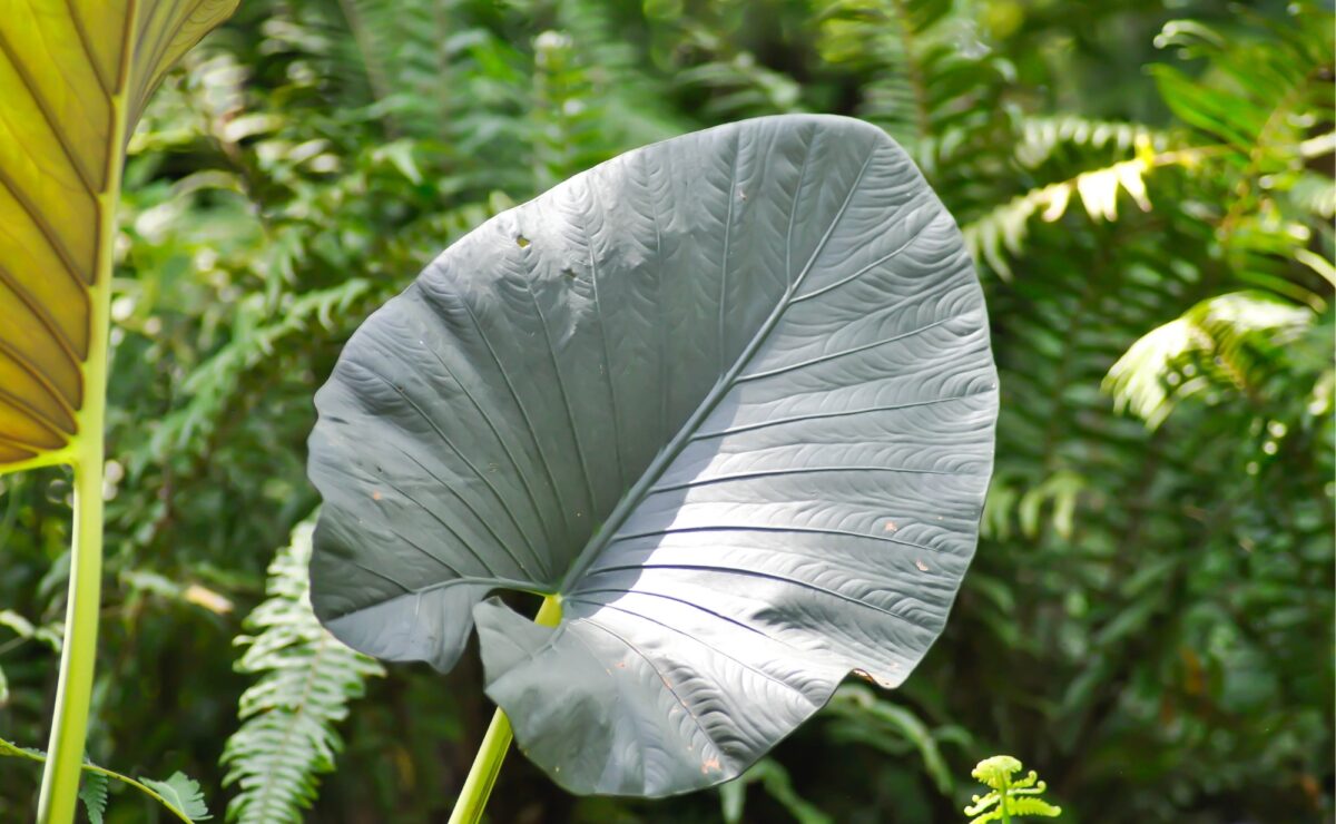 Alocasia Regal Shield new leaf